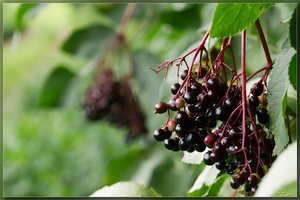 SAM_2112-44_hf.jpg SAM_2112-44_hf.jpg