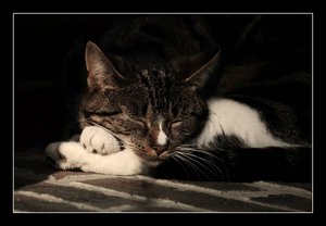 Katzi ein bisschen dösig...500 kbKatzi20001 entsättigt.jpg