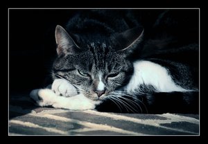 Katzi ein bisschen dösig...500 kbKatzi30001 entsättigt.jpg