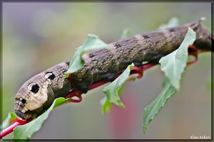 sample 1.jpg sample 1.jpg