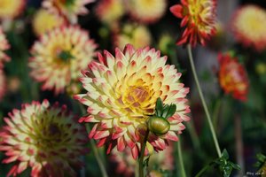 comp_DSC01276.jpg comp_DSC01276.jpg