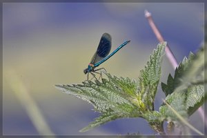 Libelle -IMG03850.jpg Libelle -IMG03850.jpg