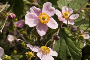 Stadtpark Meiderich-22.jpg