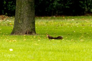 Stadtpark Meiderich.jpg