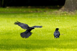 Stadtpark Meiderich-3.jpg