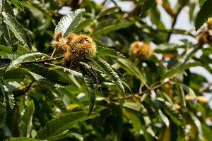 Stadtpark Meiderich-25.jpg