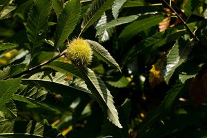 Stadtpark Meiderich-27.jpg