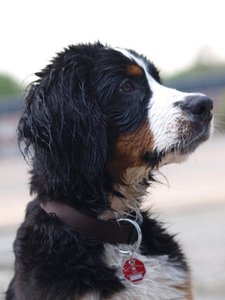 215943_199184200121085_100000885186629_466863_4903571_n.jpg 215943_199184200121085_100000885186629_466863_4903571_n.jpg