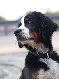 207012_199184253454413_100000885186629_466865_4920304_n.jpg 207012_199184253454413_100000885186629_466865_4920304_n.jpg