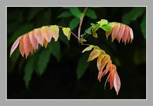 Blauregen herbstlich 500 kbBlauregen herbstlich0001.jpg