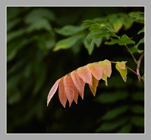 Blauregen herbstlich 500 kbBlauregen herbstlich20001.jpg