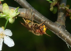 comp4Hornisse7.jpg comp4Hornisse7.jpg