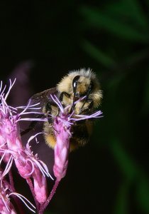 comp4Hummel01Turm.jpg comp4Hummel01Turm.jpg