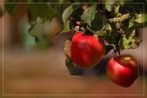 Äpfel 500 kbHerbstblume Äpfel0001 bearbeitert.jpg