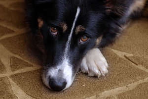 Herbstblume Emma0001.jpg