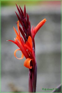 Canna 11.jpg