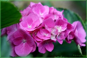 Hortensie.jpg