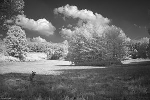 IR_SDIM1195-2_filtered.jpg