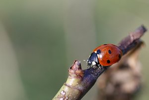 Später Marienkäfer.JPG