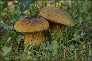 Pilze -SD10 - IMG04702.jpg