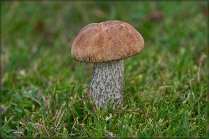 Pilze -SD14-SDIM2409.jpg