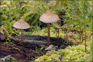 Pilze -SD14 - SDIM2979.jpg