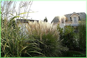 Fisheye Gräser 3.jpg