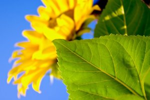 IMGP5341.jpg IMGP5341.jpg