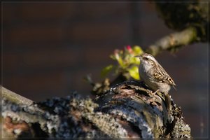 Vögel -SD10 - IMG06908_1.jpg