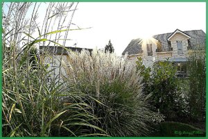 Fisheye Gräser4.jpg