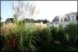 Fisheye Gräser5.jpg