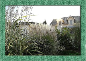 Fisheye Gräser4.jpg