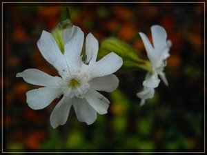 comp_X530PIMG0217.jpg comp_X530PIMG0217.jpg