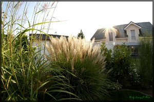 Fisheye Gräser1.jpg