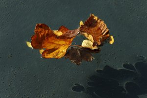 SAM_3772.jpg SAM_3772.jpg