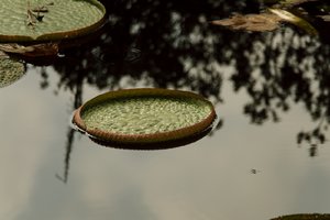 SAM_4370.jpg SAM_4370.jpg