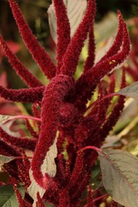 SAM_4379.jpg SAM_4379.jpg