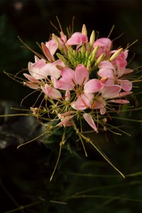 SAM_4381.jpg SAM_4381.jpg