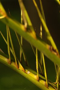 SAM_4431.jpg SAM_4431.jpg