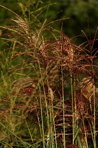 SAM_4450.jpg SAM_4450.jpg