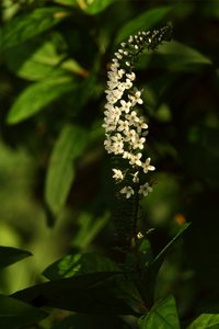 SAM_4452.jpg SAM_4452.jpg