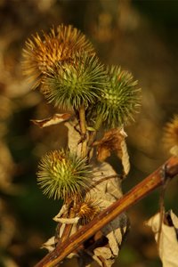 SAM_4477.jpg SAM_4477.jpg