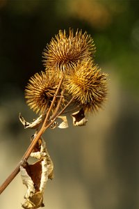 SAM_4481.jpg SAM_4481.jpg