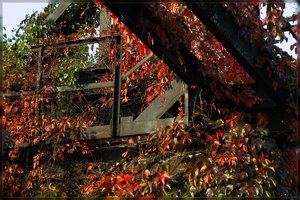 LaPaDu -SD15 - SDIM9045.jpg