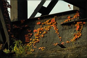 LaPaDu -SD15 - SDIM9049.jpg