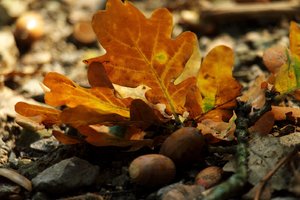 SAM_4104.jpg SAM_4104.jpg