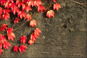 LaPaDu -SD15 - SDIM9078.jpg