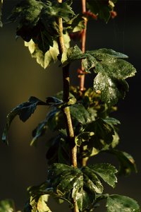 SAM_4645.jpg SAM_4645.jpg