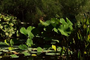 SAM_4705.jpg SAM_4705.jpg