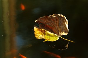 SAM_4706.jpg SAM_4706.jpg